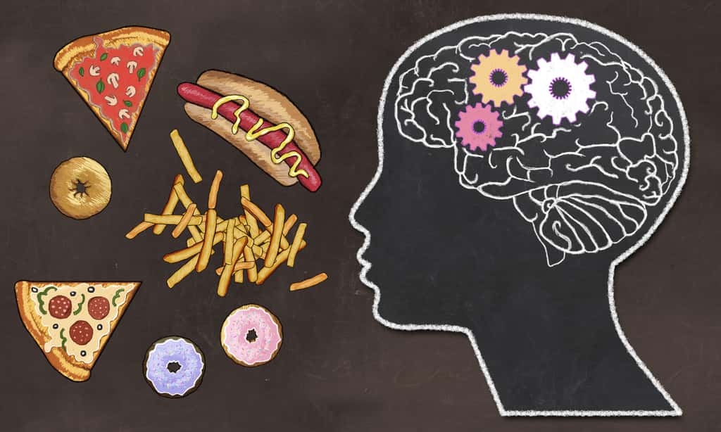 Notre cerveau et nos hormones sont des acteurs majeurs nos prises alimentaire. © T.L Furrer, Adobe Stock