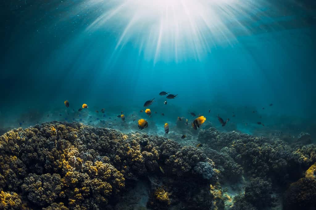 Le réchauffement océanique a et aura de grandes conséquences sur la faune. © artifirsov, Adobe Stock