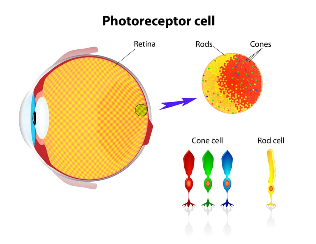 Un schéma simplifié des cellules photoréceptrices de notre rétine : les cônes et les bâtonnets © designua, Adobe Stock 