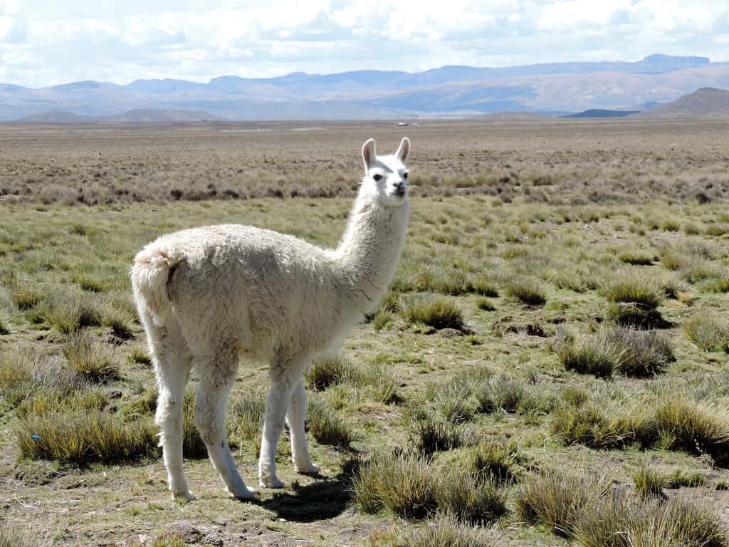 L’alpaga est un camélidé vivant dans la cordillère des Andes qui donne une laine très douce. © Christine Chauvin, Flickr
