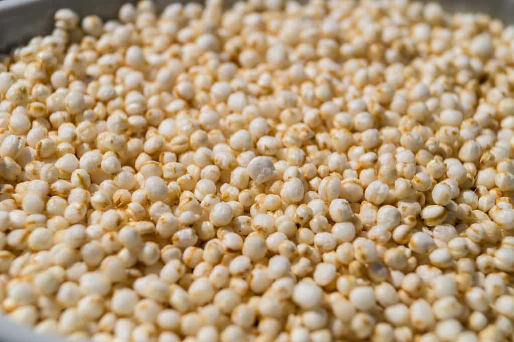 L’amarante, une alternative au quinoa. © Steidi, Fotolia