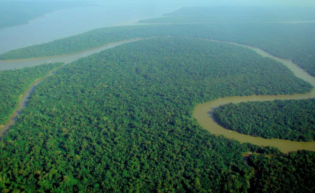 Le carbone stocké dans les écosystèmes terrestres, comme les forêts tropicales (ici, la forêt amazonienne), réduit d'autant son accumulation dans l'atmosphère sous forme de dioxyde de carbone, ce qui contribue au changement climatique. © Lubasi, licence CC BY-SA 2.0