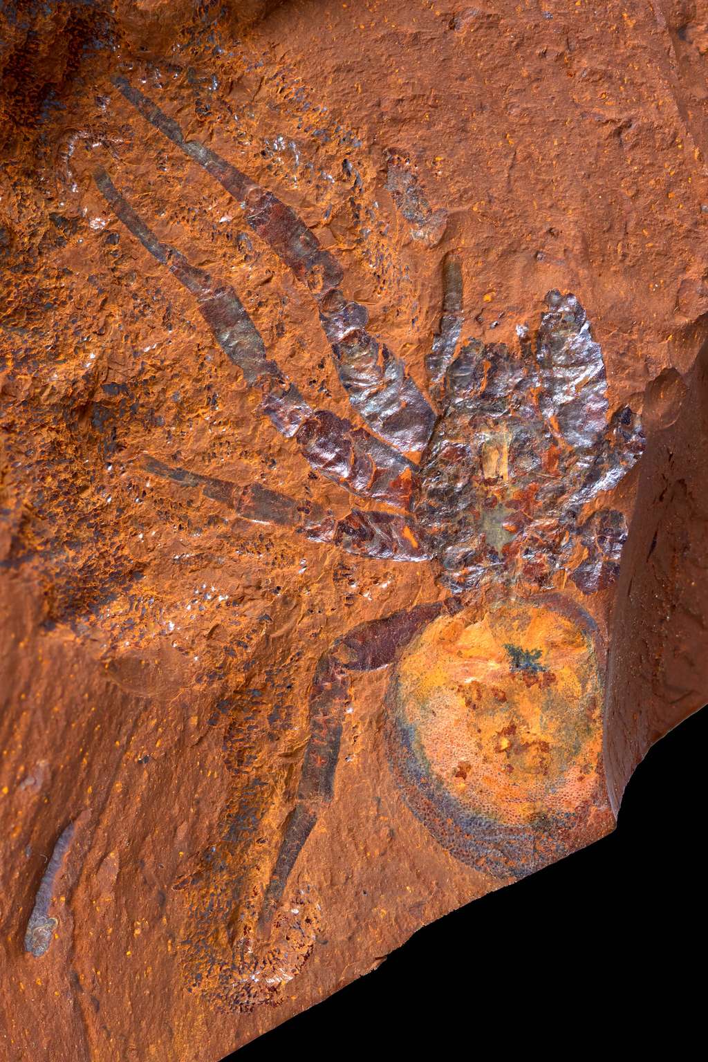 L'empreinte d'une araignée mygalomorphe a été préservée depuis le Miocène en Australie. © Michael Frese