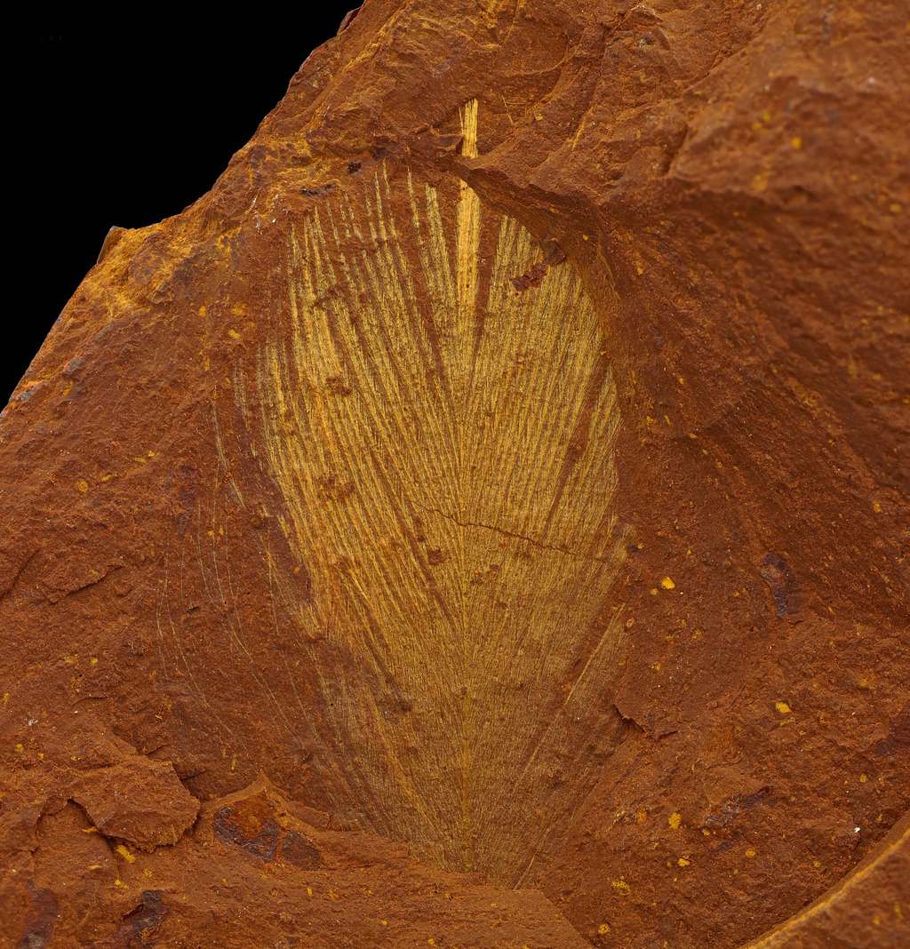 Il est extrêmement rare de trouver des empreintes fossiles de plumes car celles-ci sont composées de tissus fragiles. © Michael Frese
