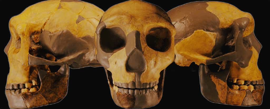 Mâchoire proéminente de type archaïque, mais forme de crâne semblable à celle de l'<em>Homo sapiens</em> : HDL 6 provoque la curiosité des scientifiques. © <em>Journal of Human Evolution, Wu et al.</em>