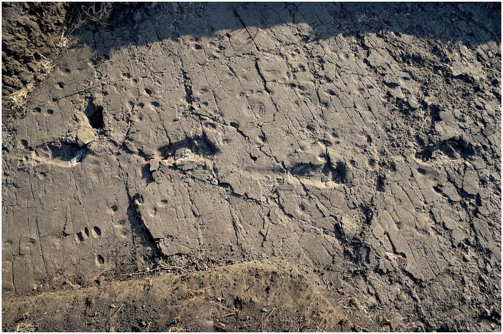 Quelques traces de pas de l'individu S1. Un australopithèque de grande taille, probablement mâle, a marché un jour, ici, sur un sol boueux, il y a 3,66 millions d'années. © Fidelis Masao <em>et al.</em>, <em>eLife</em>