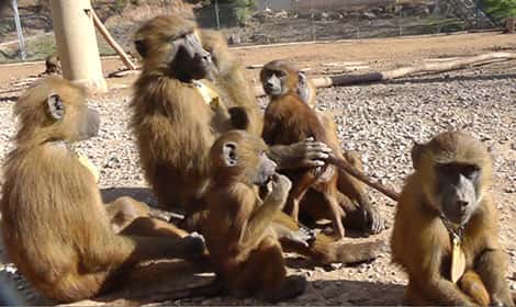 Quelques-uns des babouins observés durant cette étude, à la Station de primatologie du CNRS à Rousset-sur-Arc, où les animaux vivent en semi-liberté. © Caralyn Kemp et Julie Gullstrand, Laboratoire de psychologie cognitive (CNRS, AMU).