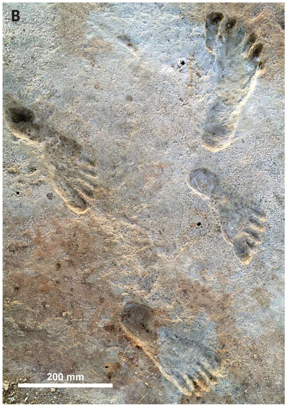 Des traces de pas humains ont été datées d'il y a au moins 23 000 ans, en Amérique du Nord. © Bennett et al, 2021
