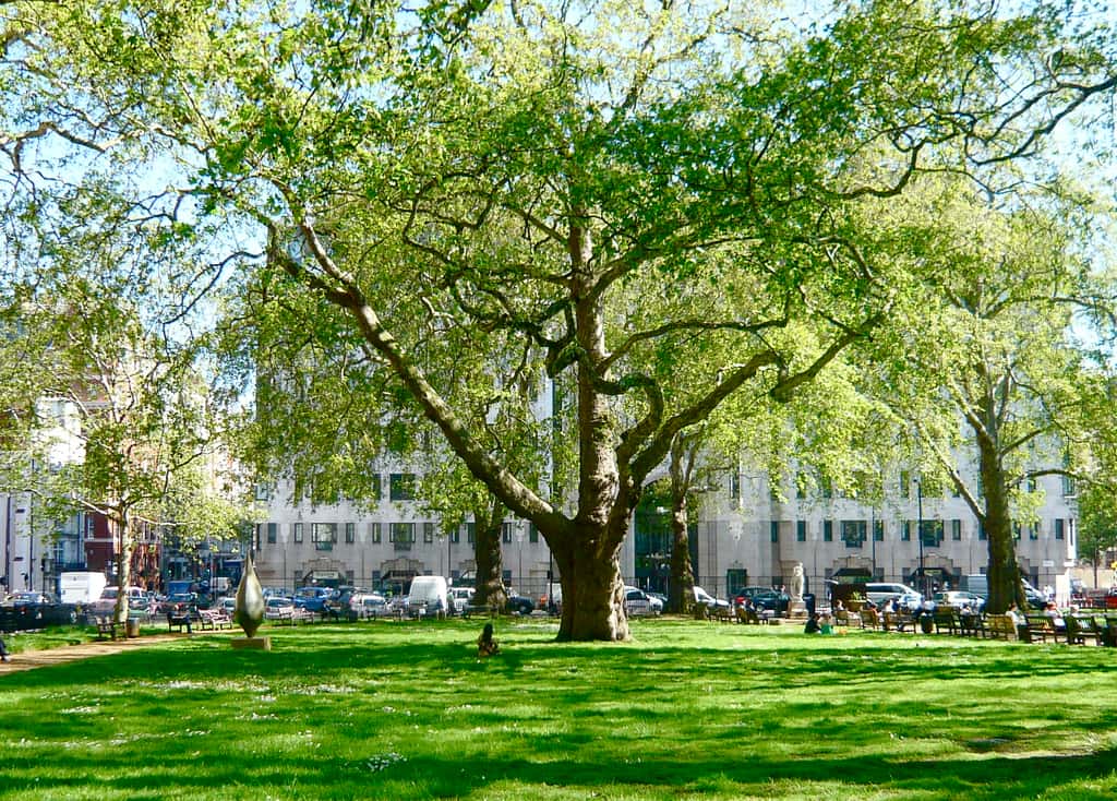 Les platanes du <em>Berkeley Square</em> de Londres. © Herry Lawford, Flickr