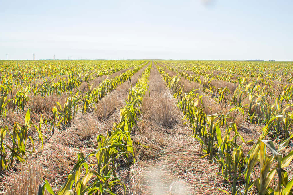 La récolte de blé européenne est au plus bas depuis six ans. © <em>USDA NRCS South Dakota</em>, Flickr CC BY-SA 2.0