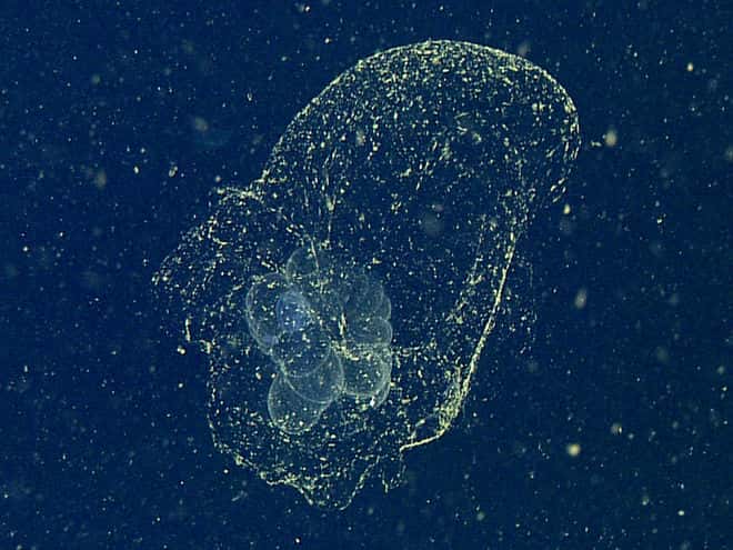 Un larvacé, en l'occurrence <em>Bathochordaeus charon</em>. L'animal, minuscule et peu visible, se trouve au centre de la région blanchâtre, qui est la partie interne de sa logette. La partie externe est bien plus transparente et se repère grâce aux plus petits habitants du <a title="L’expédition Tara Oceans révèle les secrets du plancton" target="_blank" href="//www.futura-sciences.com/planete/actualites/ocean-expedition-tara-oceans-revele-secrets-plancton-58370/">plancton</a> qu'elle retient. Ce filtre est en train de se boucher et l'invertébré va devoir s'en extraire et reconstruire une autre logette. © MBari