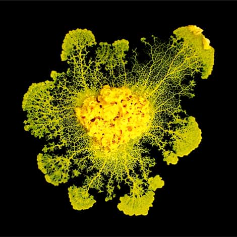 Un <em>Physarum polycephalum</em> d'une dizaine de centimètres de diamètre, qui a poussé au laboratoire sur un gel d'agar. Cet organisme n'est composé que d'une seule cellule et peut doubler de surface en une journée, fusionner avec un autre ou se fragmenter. © Audrey Dussutour, CNRS
