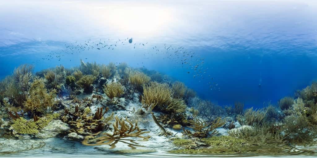 Cette photo montre une zone encore bien vivante du récif corallien de Bonaire. Cette île fait partie des îles Sous-le-Vent, dans les petites Antilles. Elle est située à l’est de Curaçao, au large du Venezuela. © <em>Catlin Seaview Survey</em>