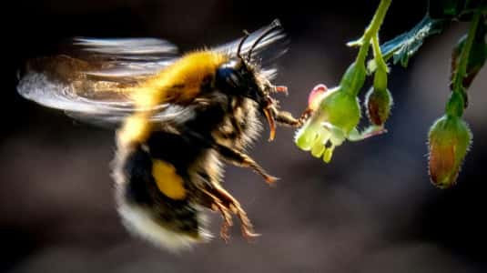 Les bourdons, actifs pollinisateurs, seraient affectés par la sulfoximine, censée pouvoir remplacer les néonicotinoïdes. © Yuri Kadodobnov, AFP