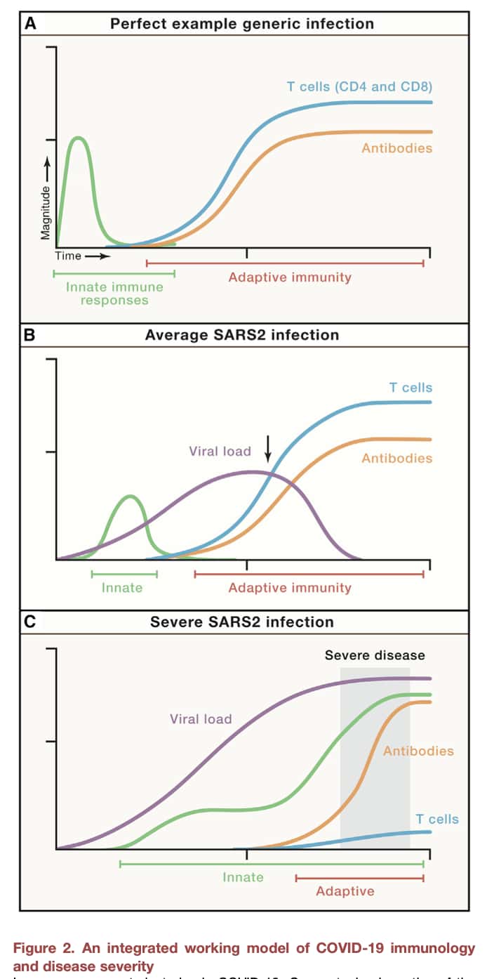 Le modèle unifié de la réponse immunitaire au SARS-CoV-2 proposé par les scientifiques. © Cell