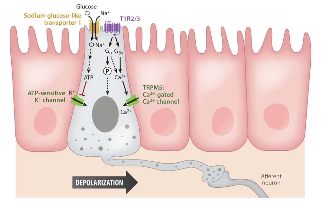 Dans l'intestin grêle, le glucose se lie au récepteur SGLT1 tandis que les édulcorants se lient au récepteur du goût T1R3. © <em>Annual Review Neurosciences</em>