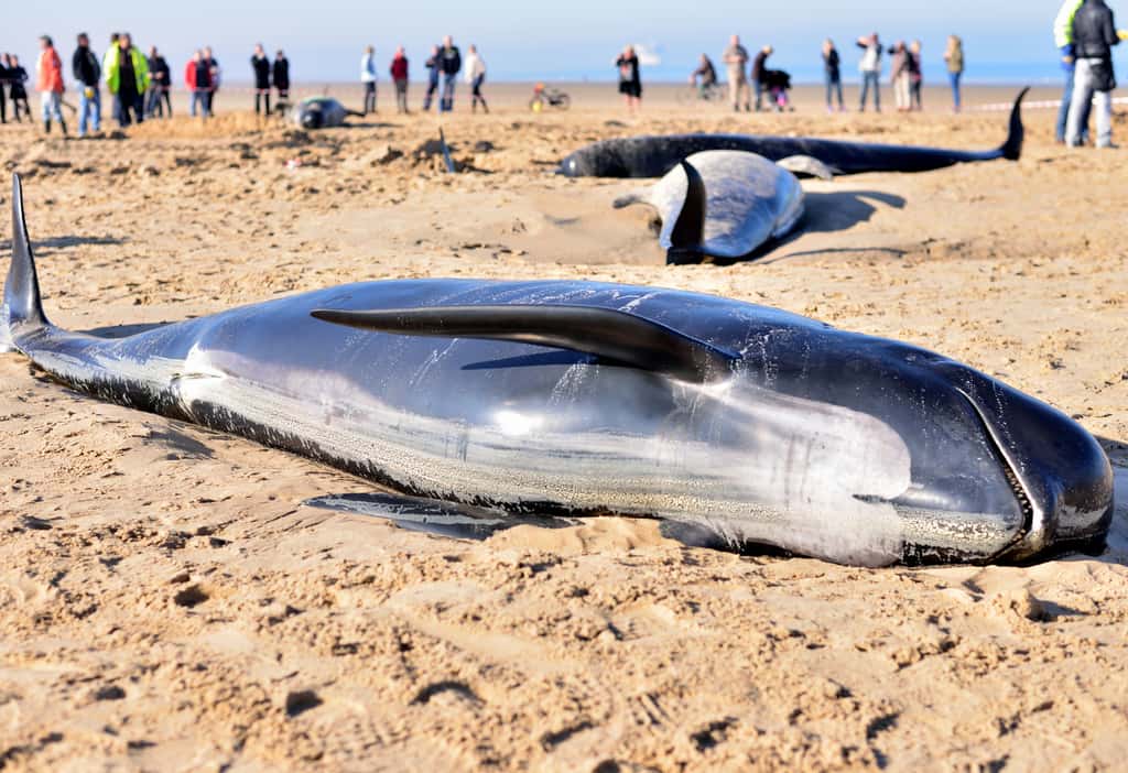 La cause de l'échouage des baleines serait... les tempêtes solaires. Ici, des globicéphales échoués sur la Côte d'Opale, près de Calais, en novembre 2015. © chrisberic, Fotolia