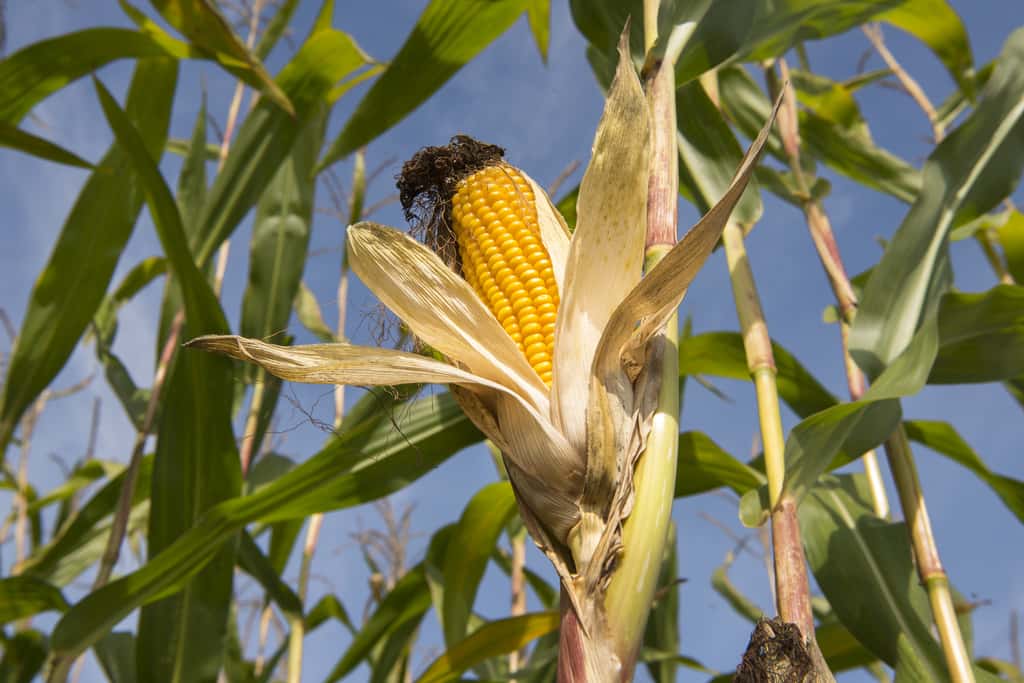 Les premiers essais d’<em>Insect Allies</em> ont été menés avec succès sur du maïs. © K. Thalhofer - Fotolia.com
