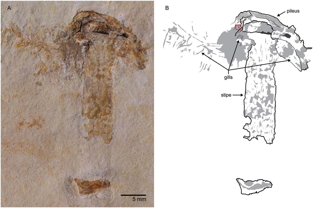 L’observation photographique du champignon <em>Gondwanagaricites magnificus</em>, fossilisé dans du calcaire. La légende indique le chapeau (<em>pileus</em>), le pied (<em>stipe</em>) et les lamelles (<em>gills</em>), dont la nature apparaît en microscopie électronique. © Sam Heads <em>et al.</em>