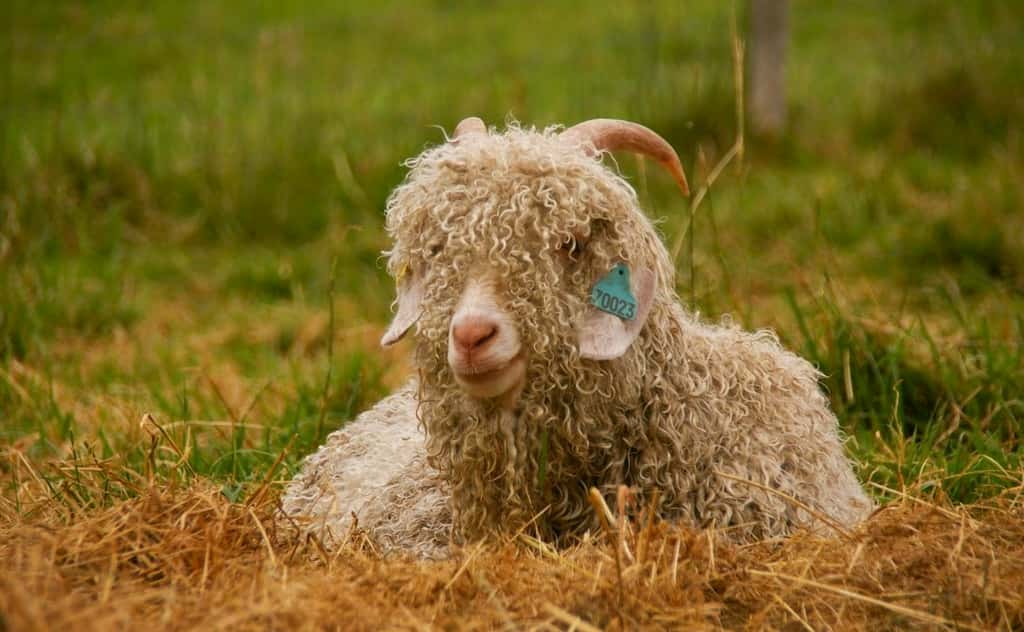 La laine mohair est issue de la toison de la chèvre angora. © Mohair du Pays de Corlay