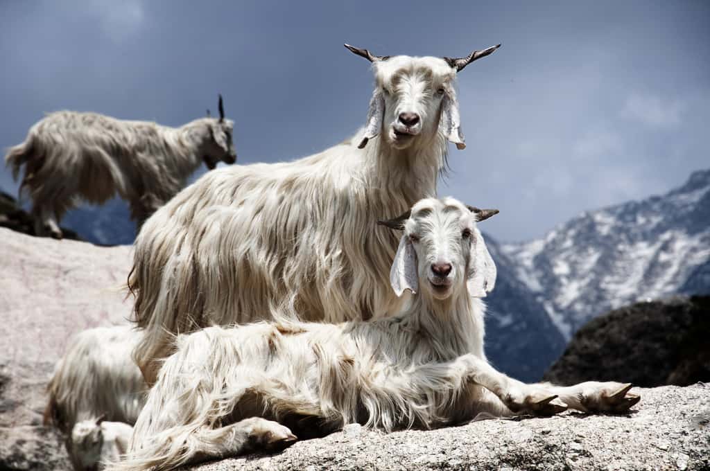 La chèvre cachemire vit sur les hauts plateaux du Ladakh et du Tibet. © bbtomas, Fotolia