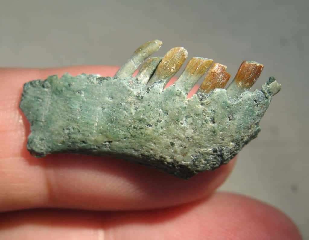 Un fragment de mâchoire de <em>Chilesaurus diegosuarezi</em>. Les dents caractéristiques d'un herbivore sont bien visibles. © University of Birmingham