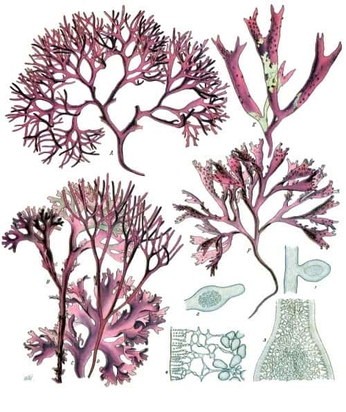 Parmi les découvertes, des espèces du genre <em>Gelidium</em> d'algues rouges, des Rhodophytes (ici, une planche illustratrice de <em>Chondrus crispus</em>). © Franz Eugen Köhler, <em>Köhler's Medizinal-Pflanzen</em>, domaine public