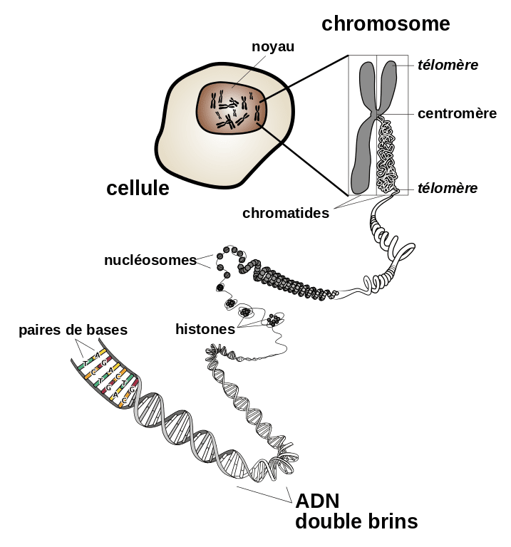 Structure et localisation d'un chromosome d'eucaryote (dont les mammifères font partie). © NIH, DP