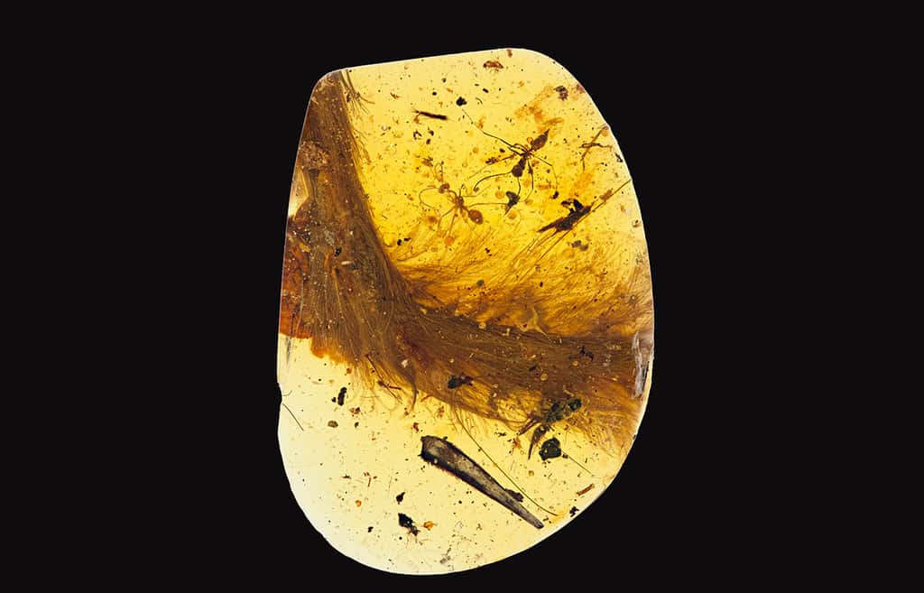 Le morceau d'ambre qui a retenu l'extrémité de la queue d'un jeune dinosaure de petite taille, il y a environ 99 millions d'années. Le plumage est bien visible. Son analyse microscopique montre que ces plumes qui ne sont pas celles des oiseaux leur ressemblent un peu. © <em>Royal Saskatchewan Museum</em>, R.C. McKellar