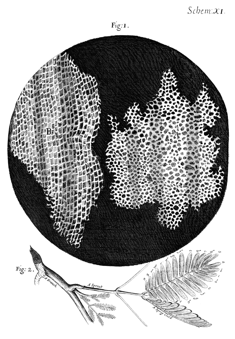 Robert Hooke décrit pour la première fois une cellule biologique avec des plantes, et illustre la texture du liège. © Domaine public
