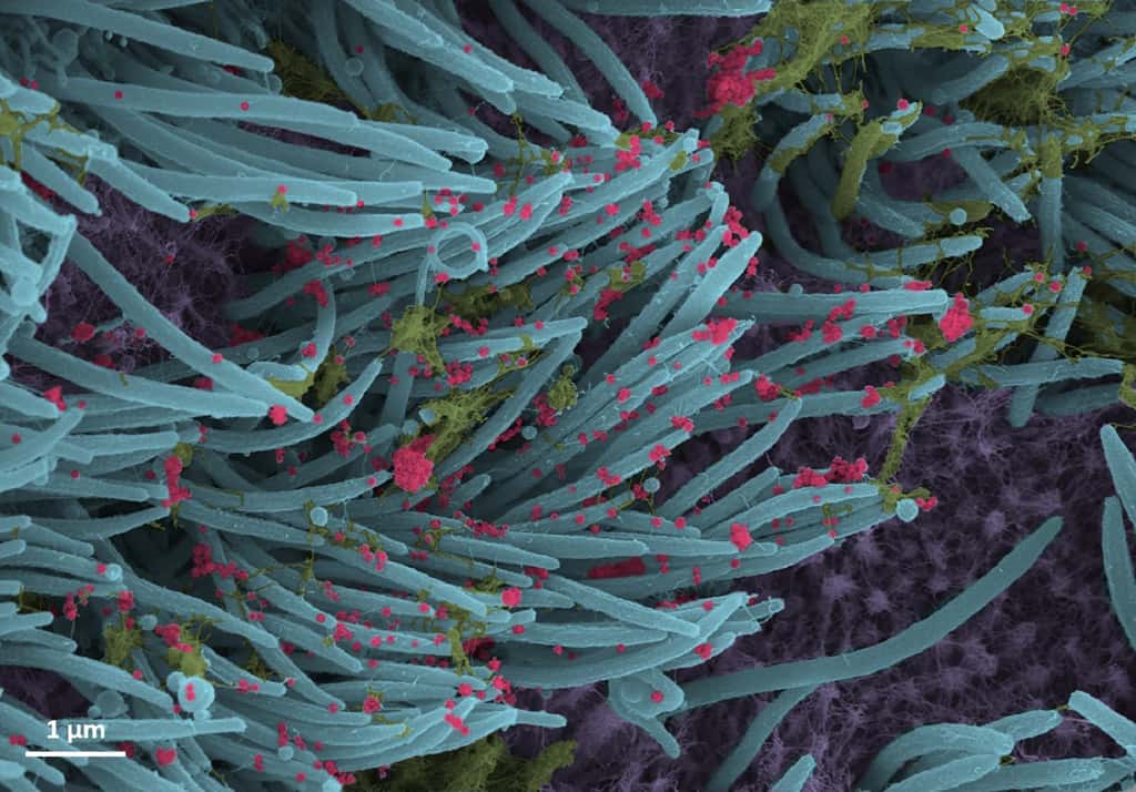 Le nombre de virions du virus SARS-CoV-2 (en rouge) augmente à un rythme effréné en seulement 96 heures. © Ehre Lab, <em>UNC School of Medicine</em>
