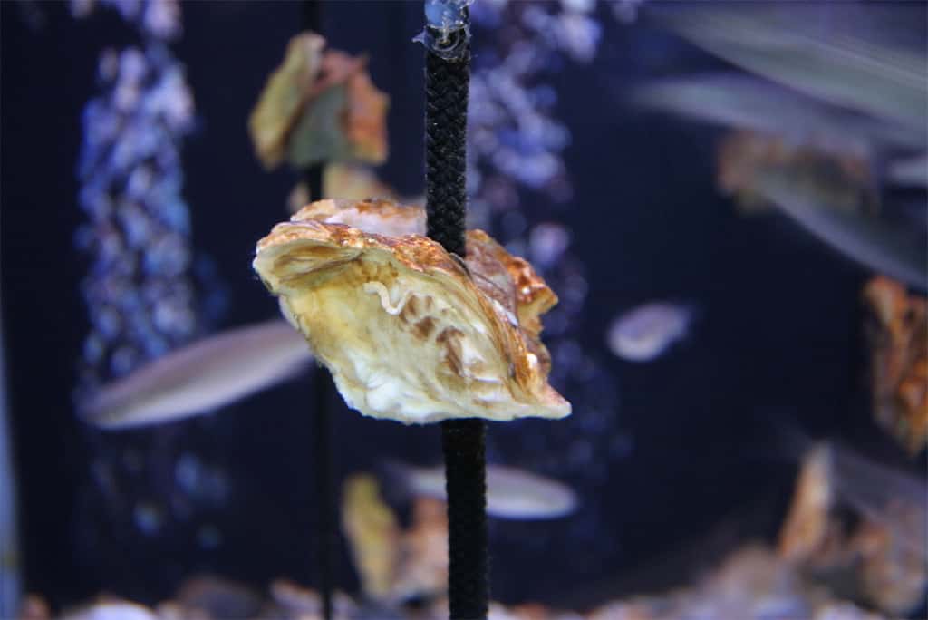 Une huître du Pacifique à l’Aquarium Finisterrae, à La Corogne, en Espagne. © <em>Museos CientÍficos Coruñeses</em>, Flickr