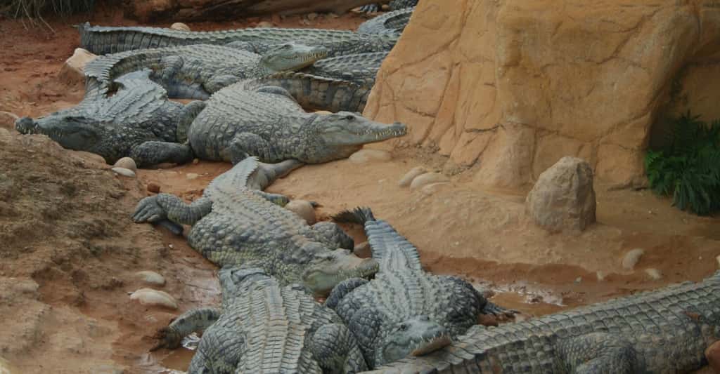 Les cinq crocodiles du Nil qui ont participé à l’étude sont, comme ceux-ci, issus de la Ferme aux crocodiles à Pierrelatte (France). © davric, Wikipedia, Domaine public