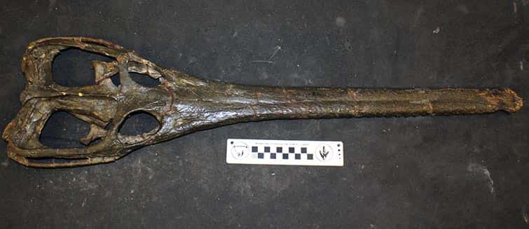Le crâne d'un <em>Steneosaurus leedsi</em> (ici en photo) avait été retrouvé dans la même formation argileuse que le fossile de <em style="text-align: justify;">Lemmysuchus </em>et les deux avaient d'abord été classés dans le même genre. Mais les différences sont trop nombreuses. Par exemple, le <em>Steneosaurus leedsi</em>, avec son museau très allongé et sa dentition plus fine, semble davantage adapté pour se nourrir de poissons plutôt que de coquillages. © NHM