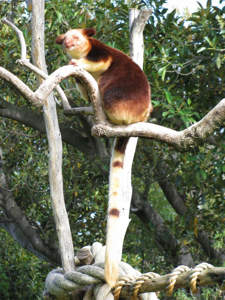 Dendrolague ou kangourou arboricole. © Andyroo1964, Flickr, cc by nc sa 2.0