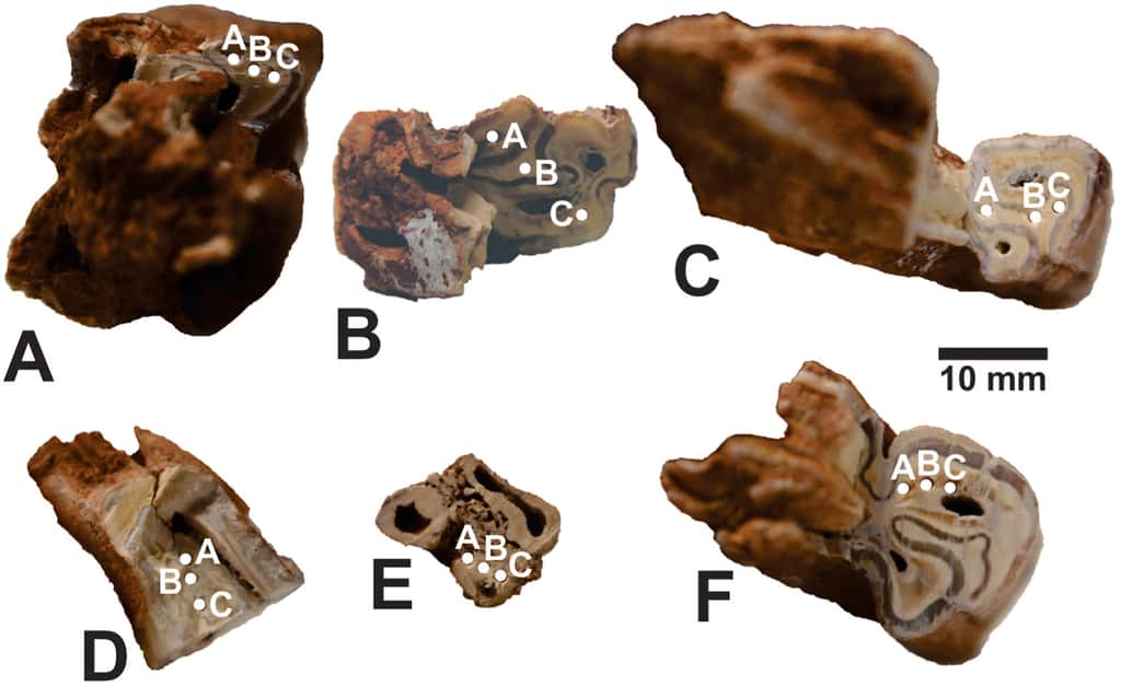 Des ossements, et notamment des dents, ont permis aux archéologues de dater les objets retrouvés dans les Pyrénées ces dernières semaines. © ANU