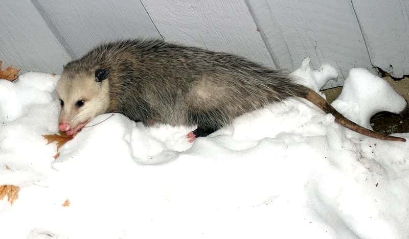 La sarigue de Virginie (<em>Didelphis virginiana</em>) est aussi appelée opossum d’Amérique. © Hardyplants, Wikipédia, DP