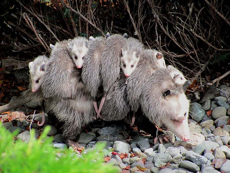 Opossum de Virginie et ses jeunes. © specialjake, Wikimedia Commons, cc by sa 3.0