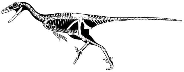 Les <em>Trodoon</em> ne sont représentés que par une seule espèce : <em>Troodon formosus</em>. © Scott Hartman, <em>Wikimedia Commons</em>