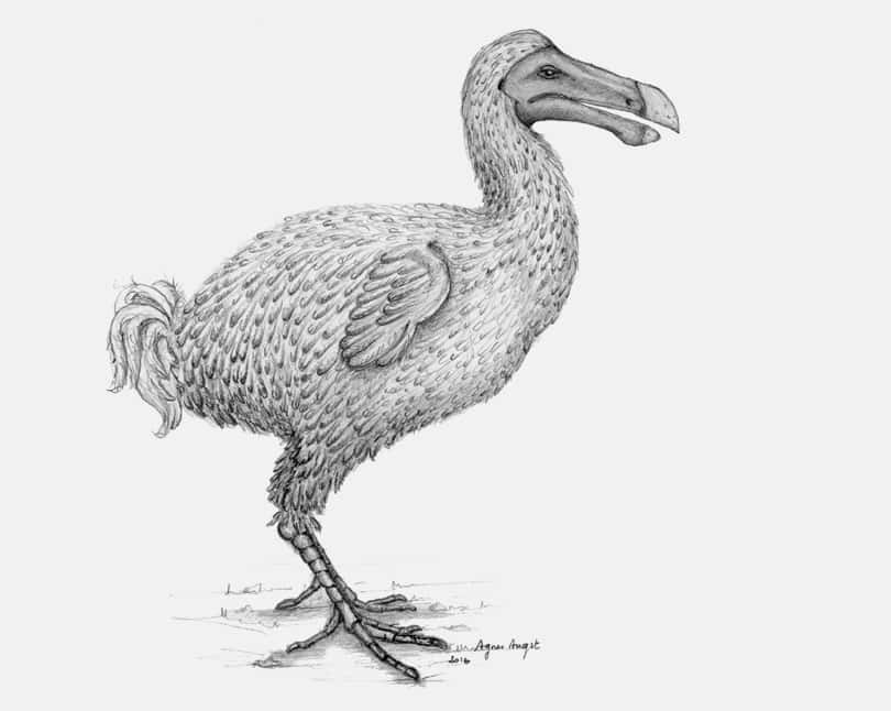 Un dessin d'Agnès Angst. Le dodo avait des ailes minuscules et un bec puissant. © Agnès Angst