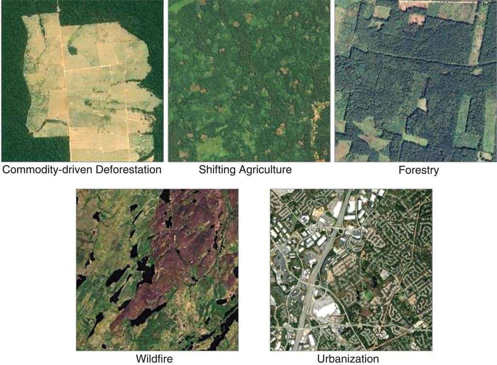 Exemples d’échantillons utilisés pour entraîner l’algorithme à classifier les types de déforestation. © Philip G. Curtis <em>et al.</em>, <em>Science</em>, Sep 2018.