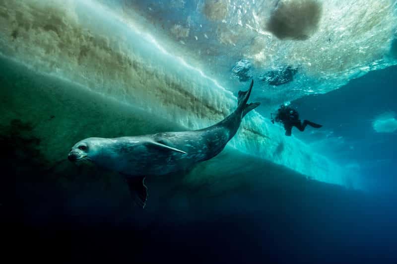 Un phoque plonge sous la glace. Il connaît, comme les manchots, la richesse de ces eaux sombres et glacées. C’est à ce genre de spectacle que nous convie le film <em>L’empereur</em>. © Vincent Munier