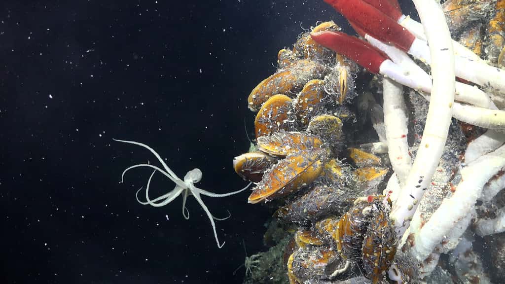 Le robot SuBastian a photographié de nombreux animaux marins évoluant à proximité des cheminées hydrothermales, ici un petit peuple endémique de ces structures. © <em>Schmidt Ocean Institute </em>