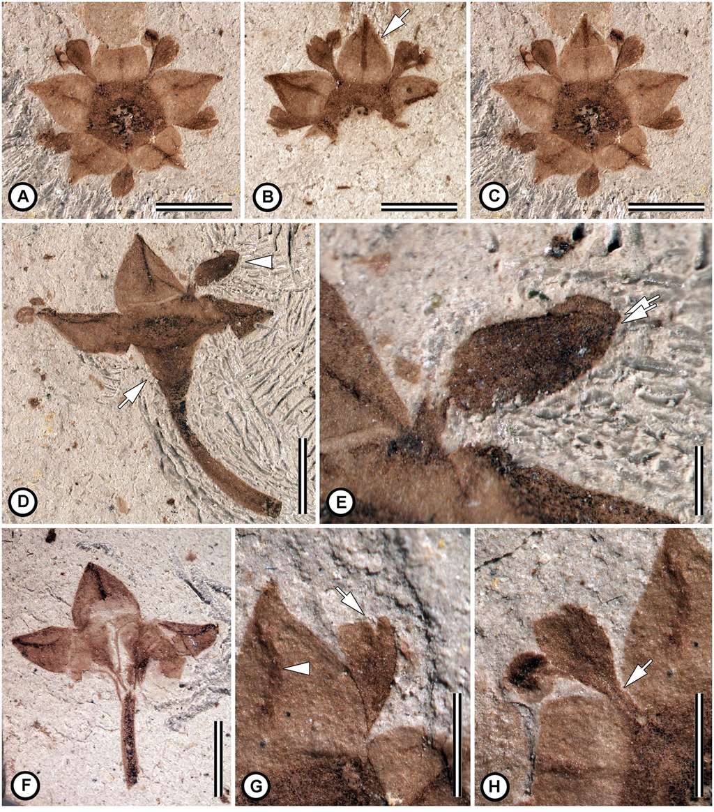 Détails des différentes fleurs fossilisées. Ce sont des rhamnacées. Les barres d'échelle donnent les dimensions : A à D et F : 2 mm ; E : 0,5 mm ; G et H : 1 mm. © Nathan A. Jud, Maria A. Gandolfo, Ari Iglesias, Peter Wilf, <em>Plos One</em>