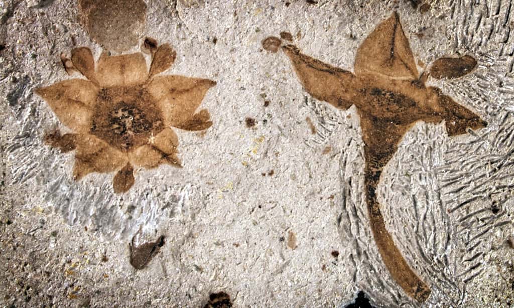 Ces deux fleurs se sont ouvertes il y a 65 millions d'années, au sud du Gondwana, dans un monde encore dévasté par les conséquences d'une catastrophe planétaire. © Nathan Jud
