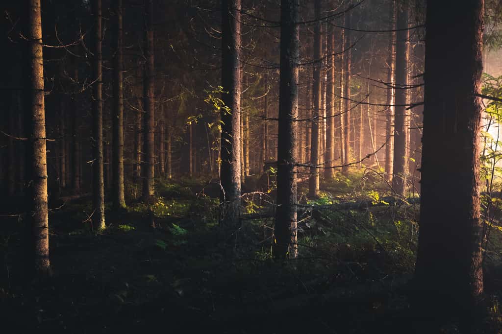 Plus sombres, les forêts de conifères diminuent l’albédo et annulent le gain de la baisse de température de la séquestration de CO<sub>2</sub>. © IIilo Isotalo, Unsplash