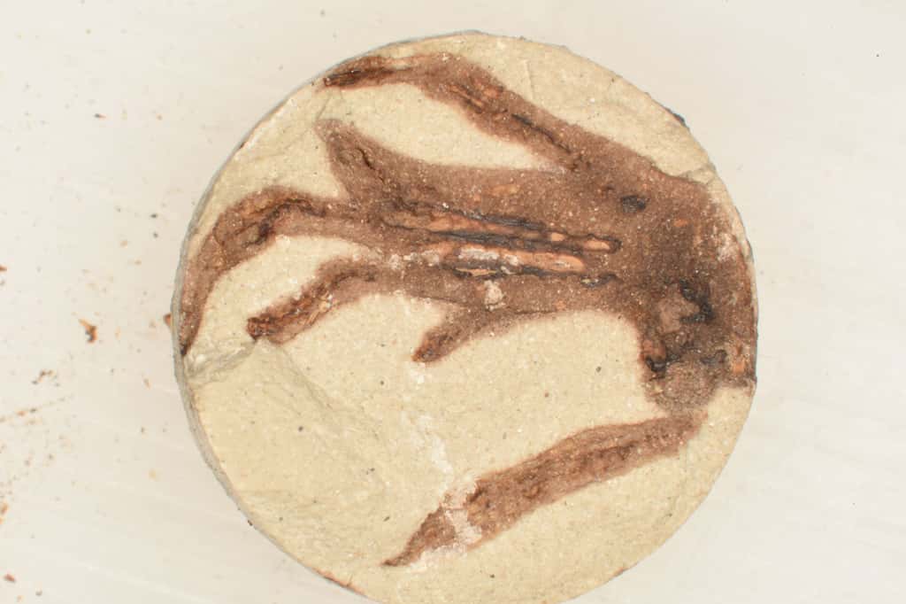 Une patte de lézard fossilisée en 24 heures. © <em>Field Museum</em>