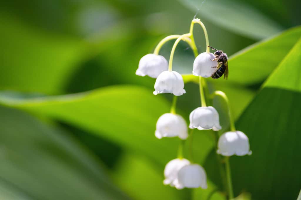 Le muguet pollinisé par une abeille au printemps ©Rustamank