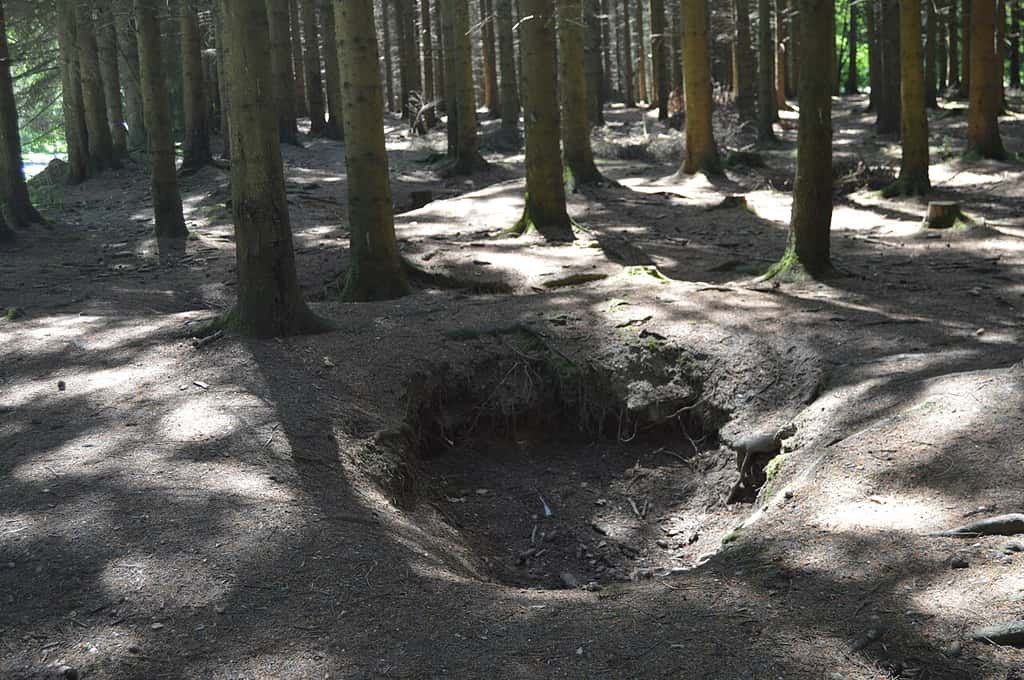 Ces cavités ne sont pas des formations naturelles. Dans le bois Jacques, à l’hiver 1944, les soldats de la 101<sup>e</sup> division aéroportée américaine défendaient avec ardeur les environs de Bastogne face à l’armée allemande, s’aidant de ces trous de renards. © Bel Adone 