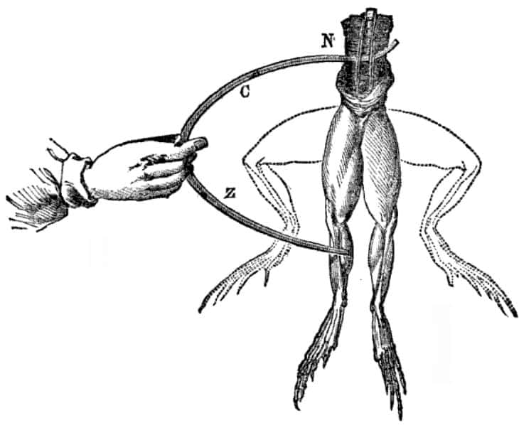 Les expérimentations de Galvani permirent de démontrer l'existence d'une forme d'« électricité animale ». © Wikimedia Commons, Public Domain